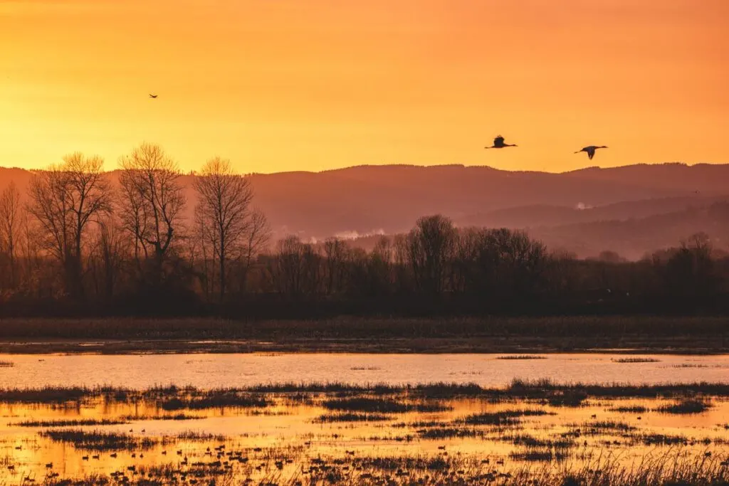 Birds flying over Sturgeon Lake, Sauvie Island, at sunset