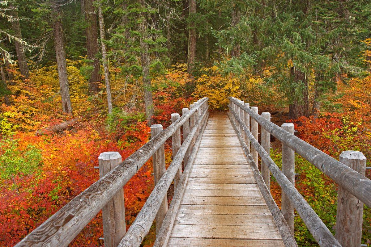Bridge on McKenzie River trail camping near Eugene