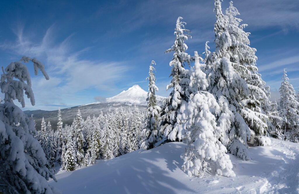 Snowy trees on Mount Hood in winter