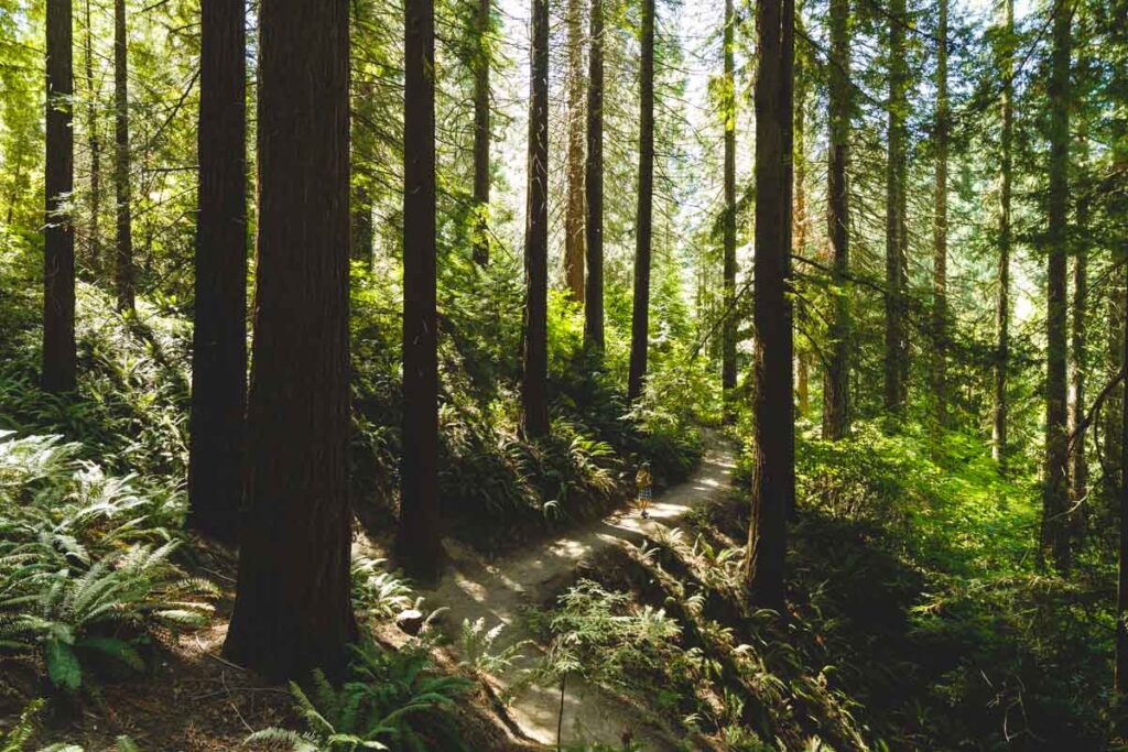 Path through redwoods in Washington Park hike in Portland