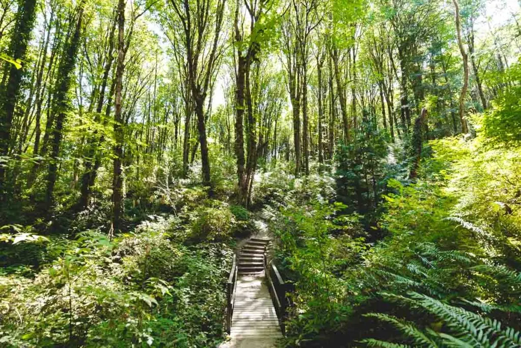 Path through dense forest in Marquam Nature Park
