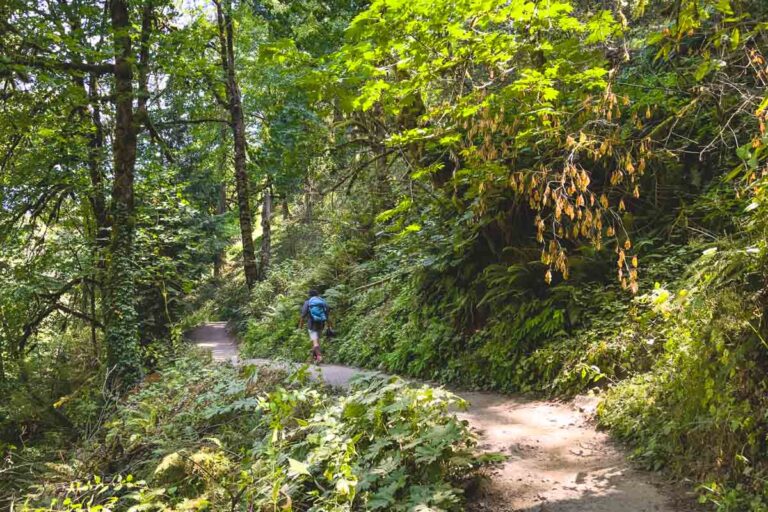 Hiker on trail in Forest Park Oregon