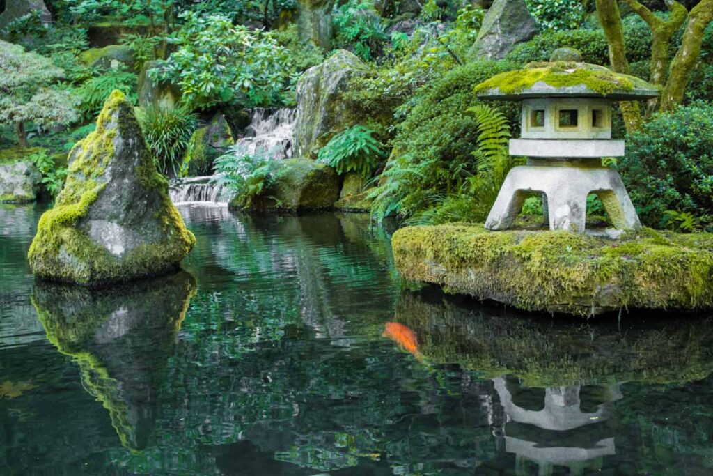 Koi pond in the Japanese Garden of Washington Park