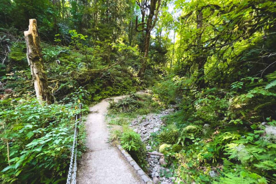 8 Top Hikes in Forest Park in Portland - Oregon is for Adventure