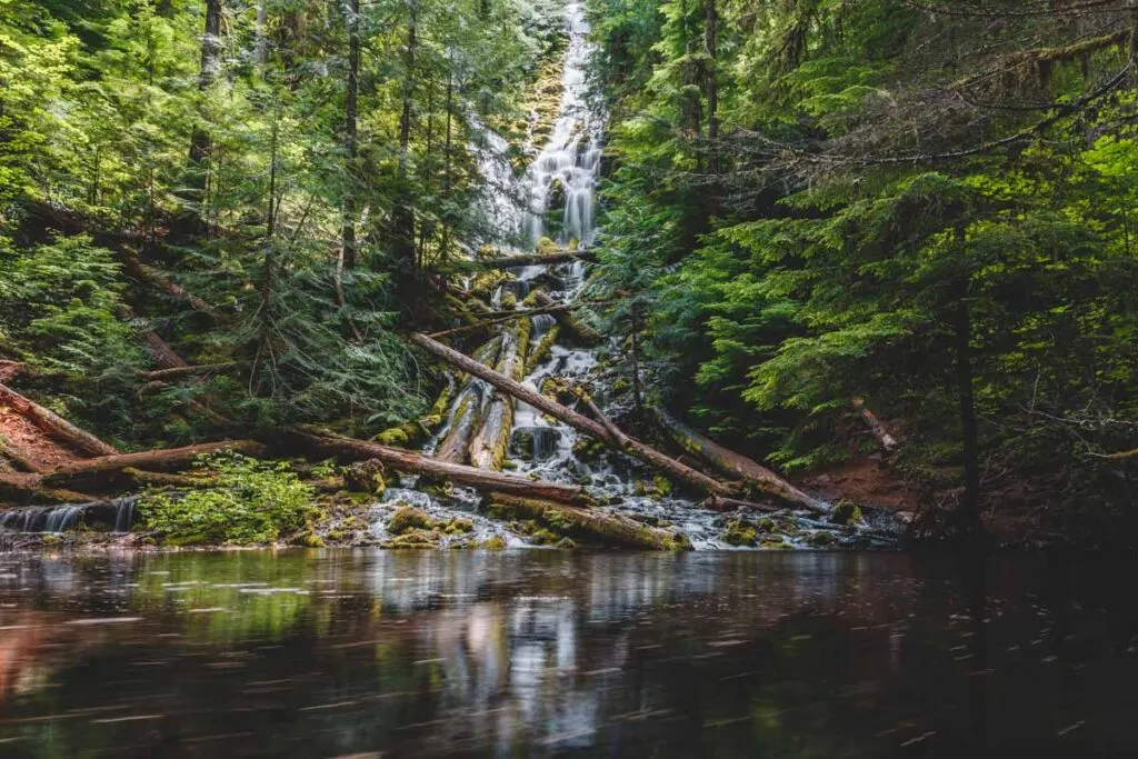 Fallen trees at Lower Proxy Falls