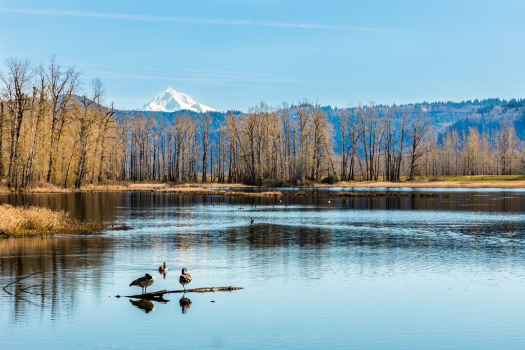 View of Mount Hood from Steigwald National Wildlife Refuge Columbia River Gorge