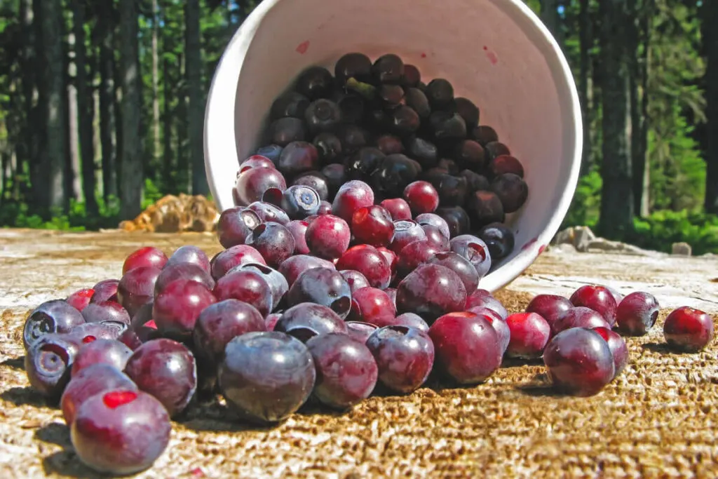 Fresh huckleberries best time to visit Oregon