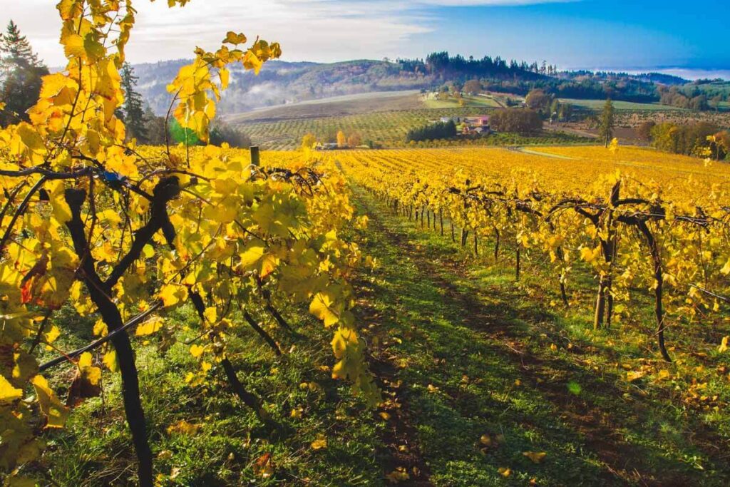 Vineyard in Willamette Valley in spring best time to visit Oregon