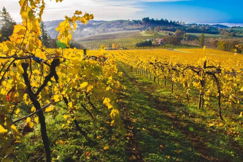 Vineyard in Willamette Valley in spring best time to visit Oregon