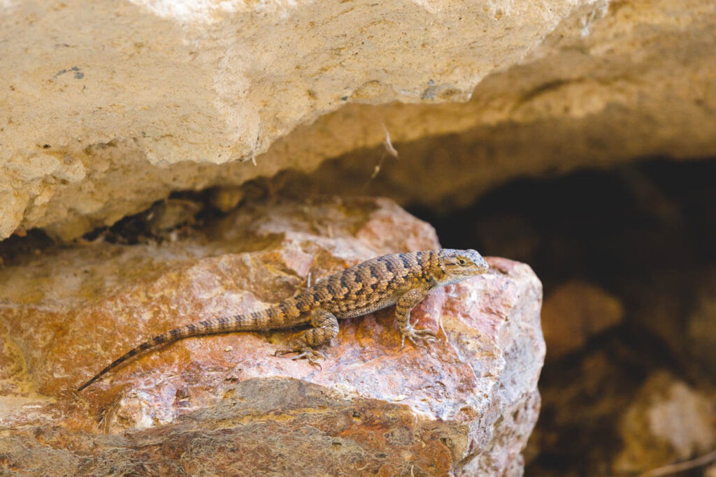 A western fence lizard basks on a rock in the heat.