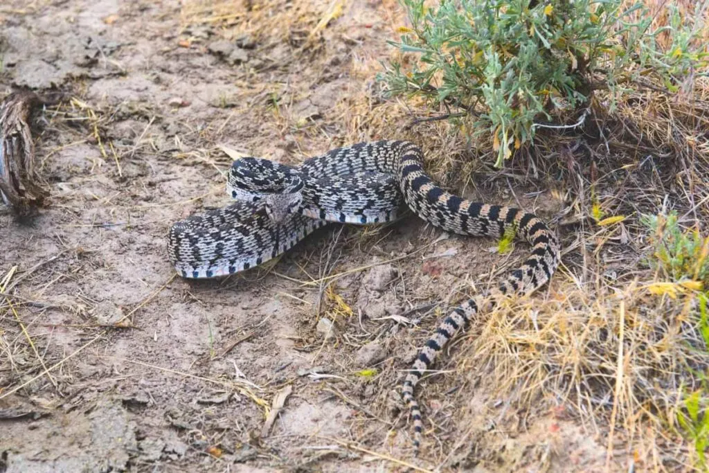 A great basin gopher snake coiled up in a defensive position.