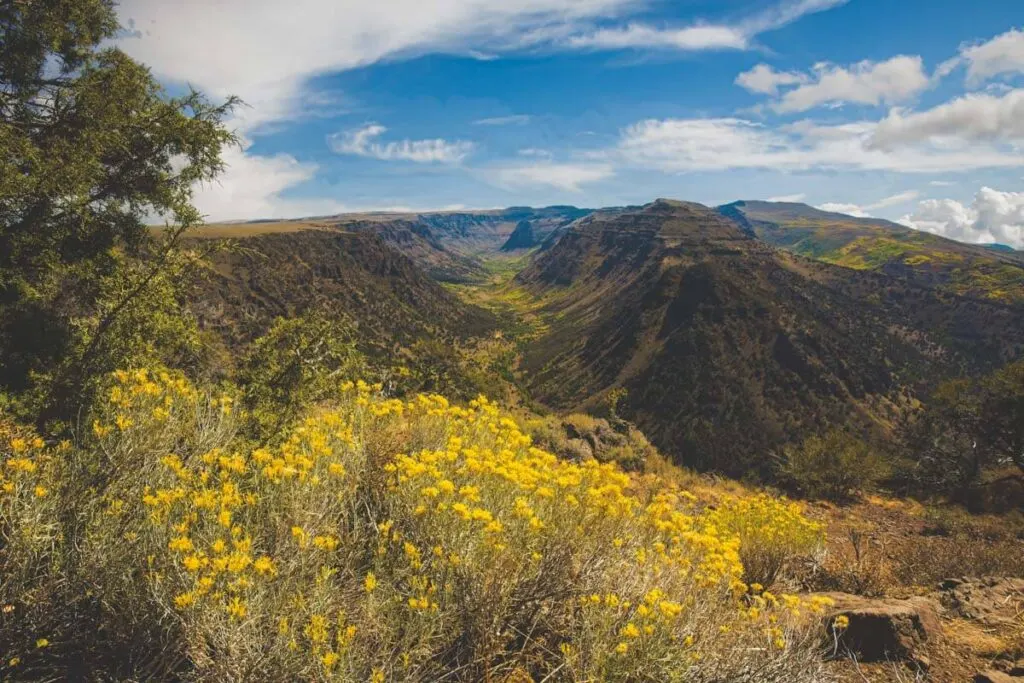 Yellow wildflowers across Big Indian Gorge in Steens Mountain.