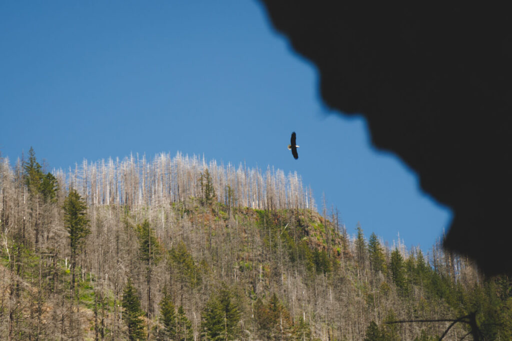 An eagle soaring above the trees of Columbia River Gorge.