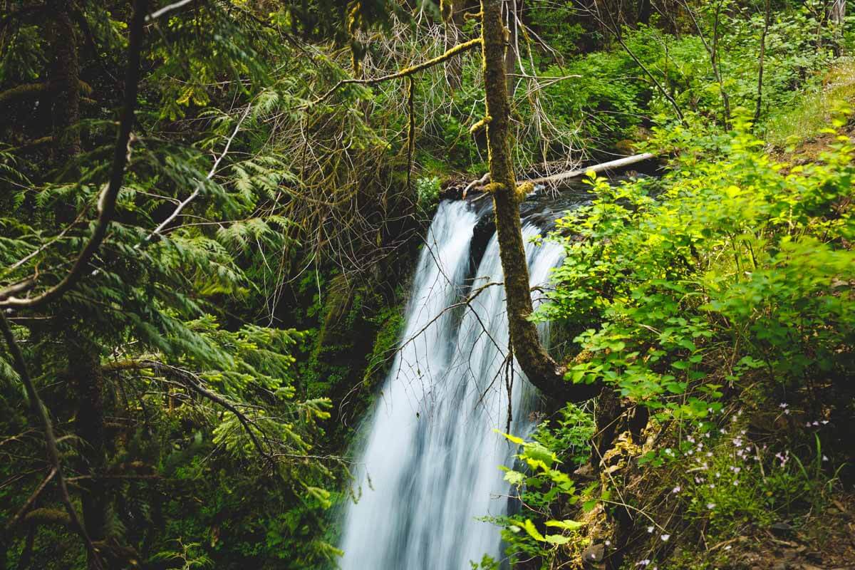 The top of the cascade that is Ecola Falls in the middle of the forest.