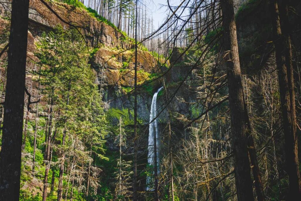 The top of Elowah Falls from a distance framed by the forest.