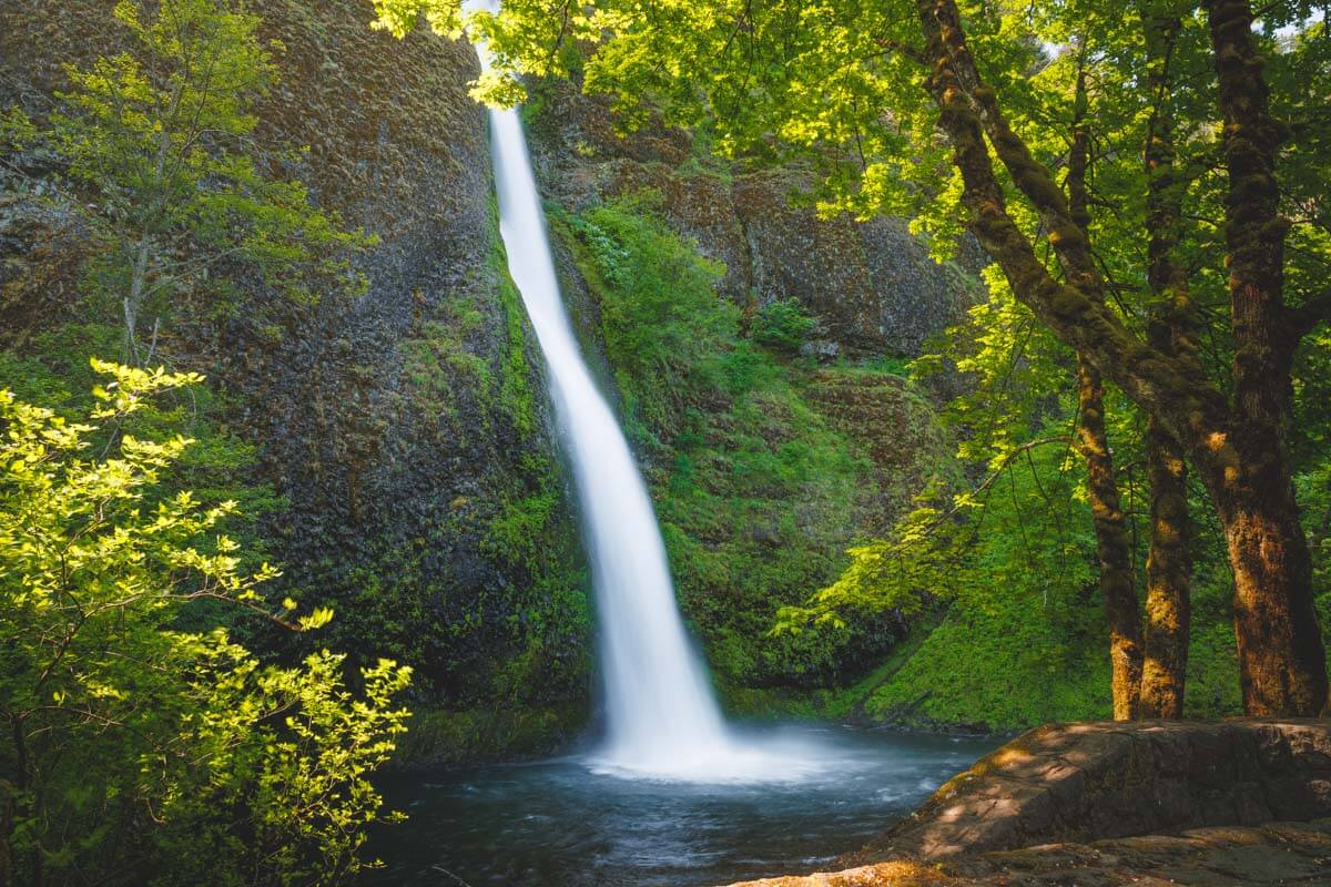 A silky long exposure of Horsetail Falls bathed in golden hour lighting and surrounded by trees.