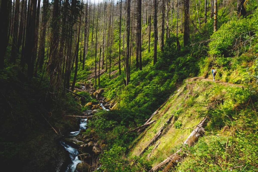 A female hiker walking along the hiking trail besides a stream in Columbia River Gorge.