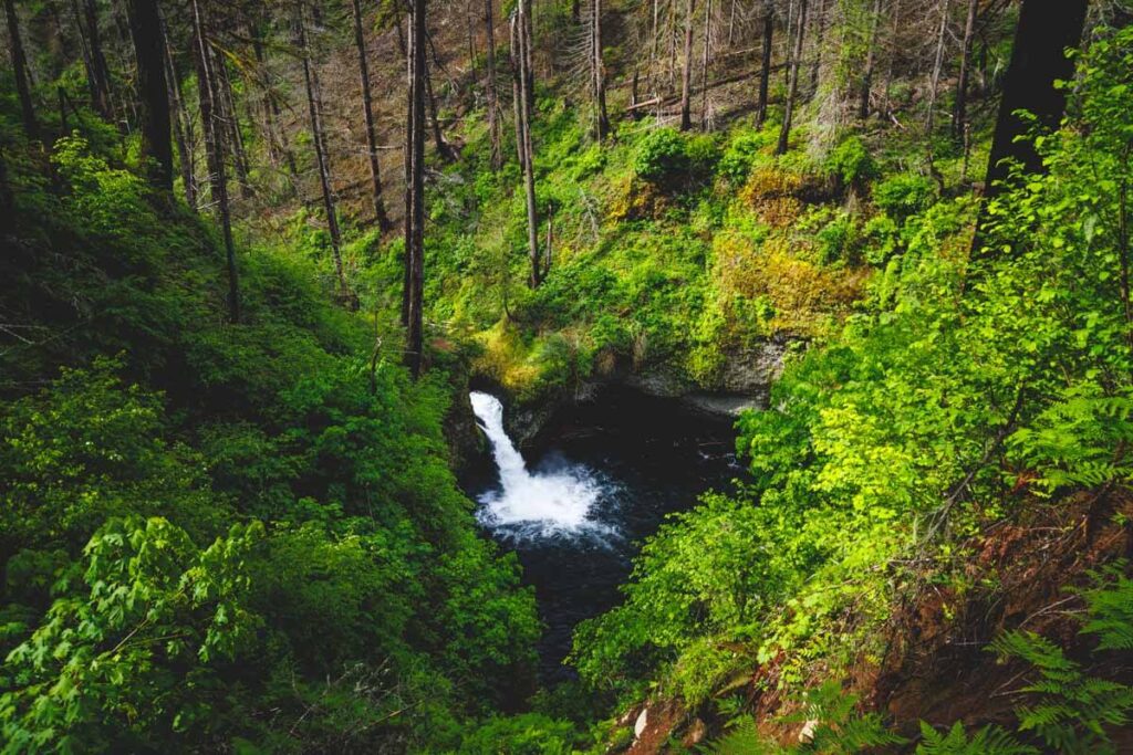 A distant view looking down over Punch Bowl Falls in the middle of the forest.
