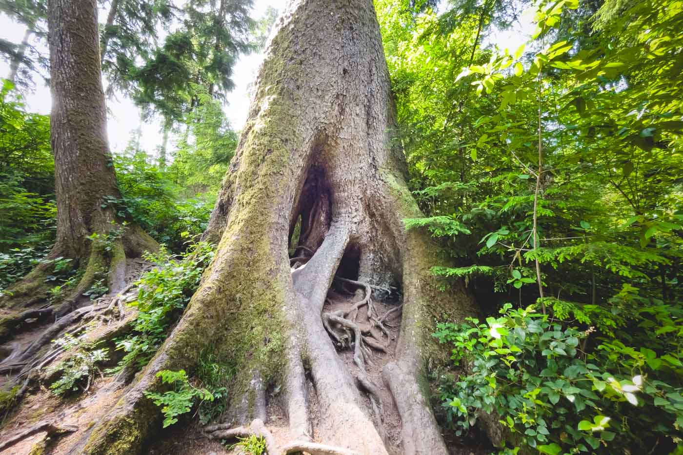cathedral-tree-astoria-oregon