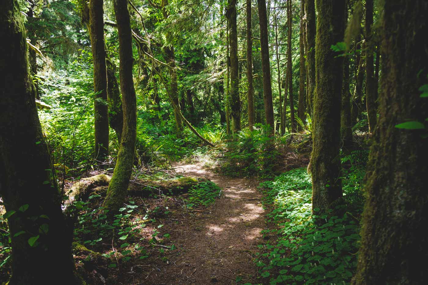 cathedral-tree-trail-astoria-oregon