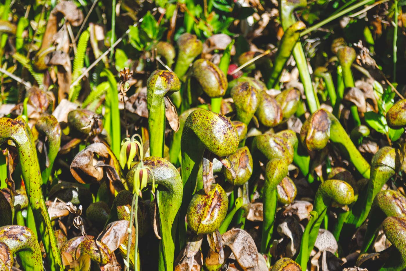 Close up of a group of carnivorous plants in Darlingtonia State Natural Park.