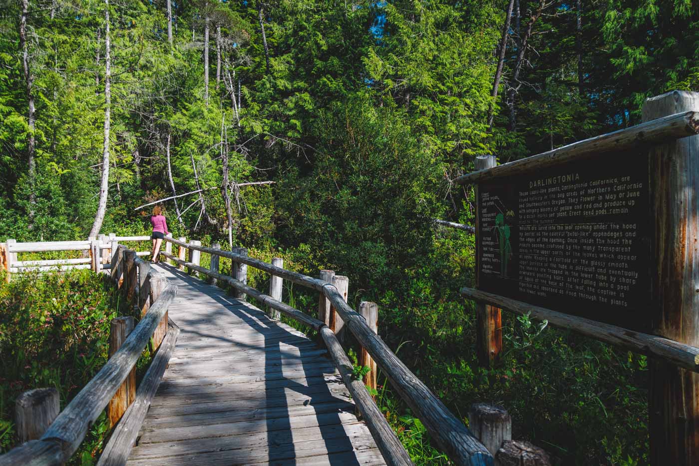 Nina walking along a wooden boardwalk in the forest by a huge information sign in Darlingtonia State Natural Site.