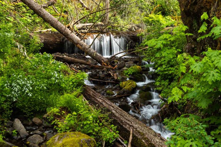 Short falls along the trail with greenery and branches around.