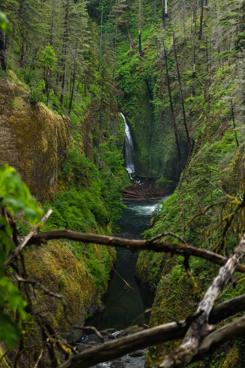 Small falls along trail with branches at the bottom