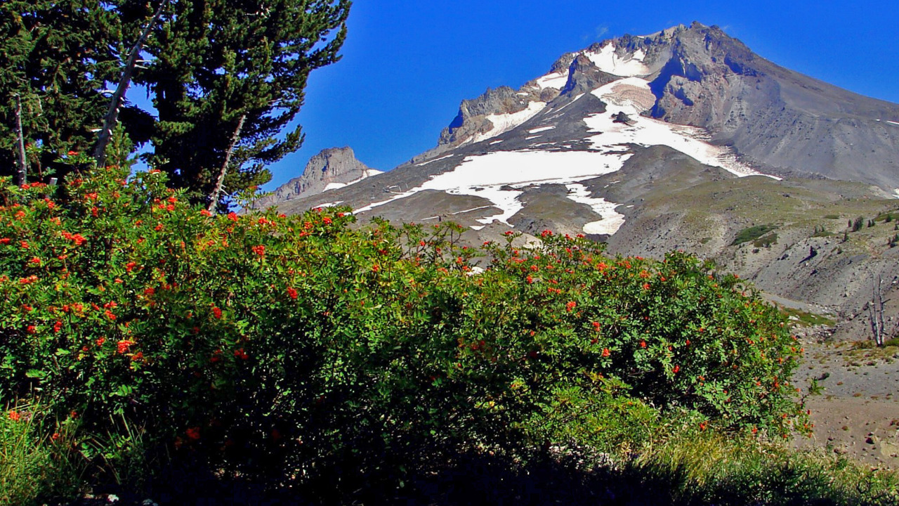 Wildflowers below Mount Hood, OR