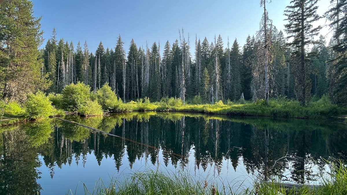 A lake surrounded by a forest filled with lots of trees Oregon