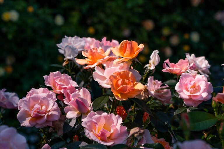 a group of colorful flowers
