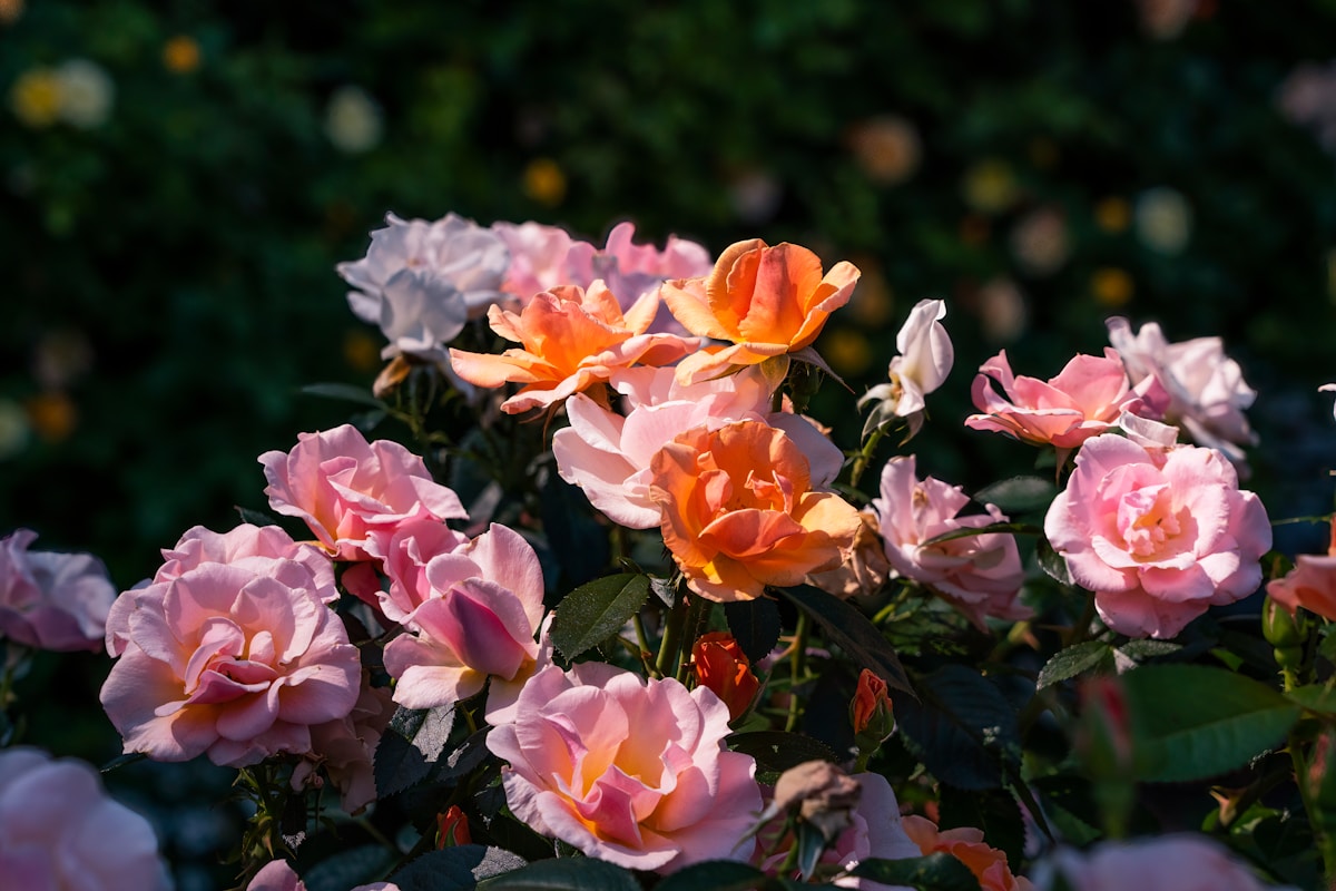 a group of colorful flowers